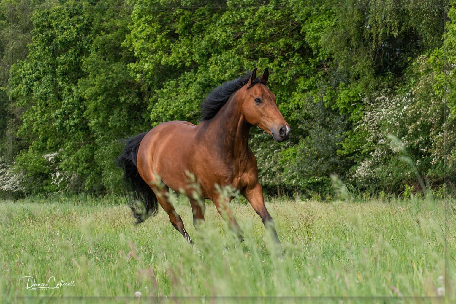 Horse-picture-by-Dawn-Cotterell-Photography
