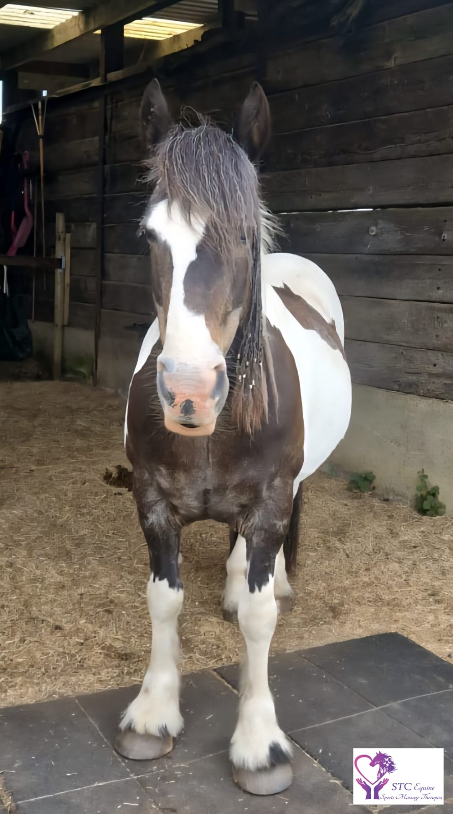 Alfie Image of a horse called Alfie