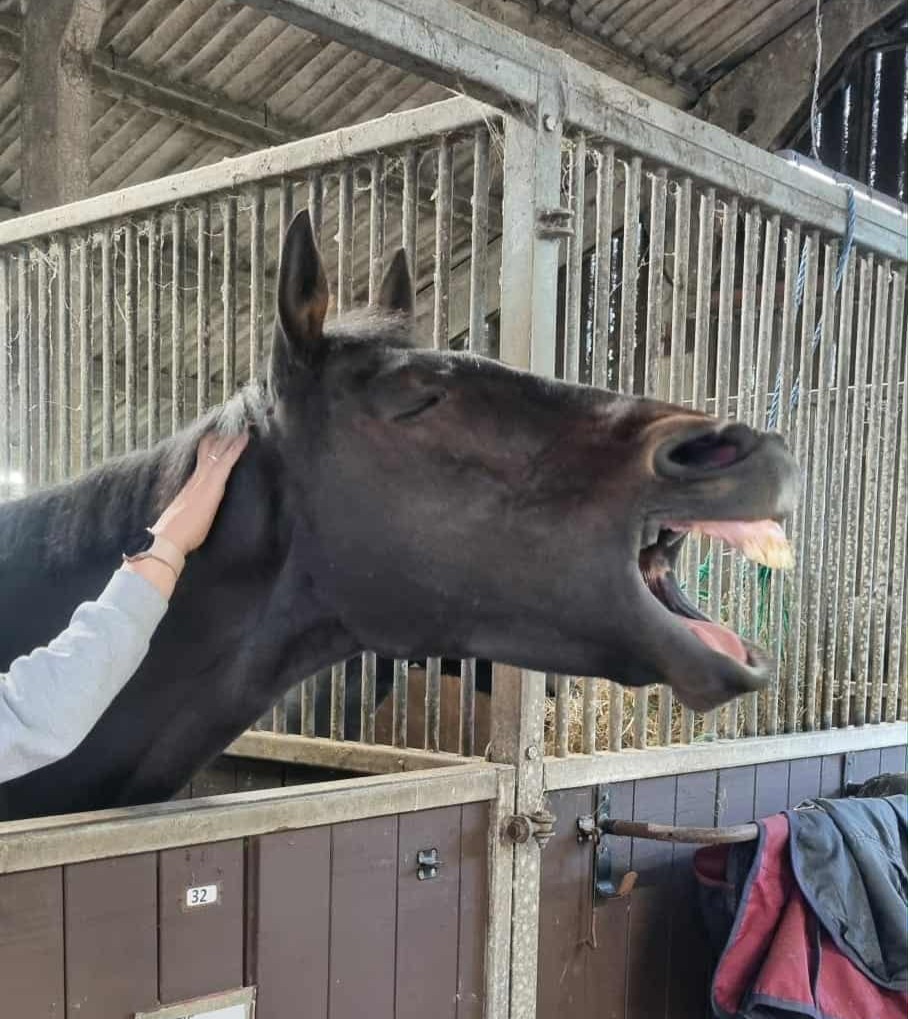 Image of Horse called Mystic