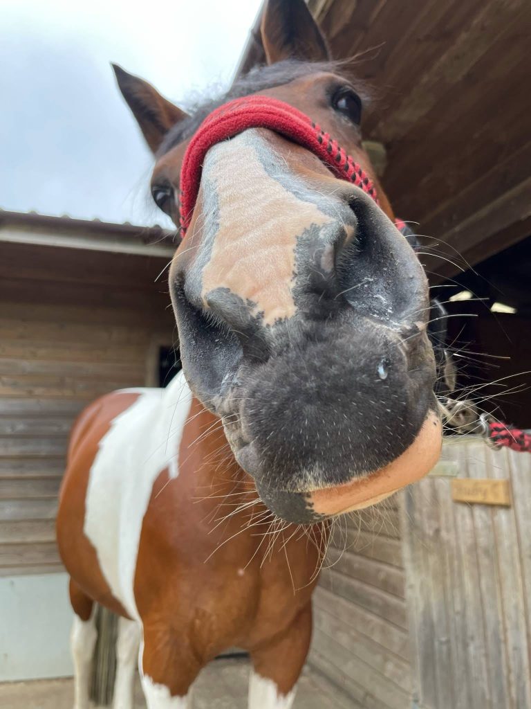 Image of a horse called Roo
