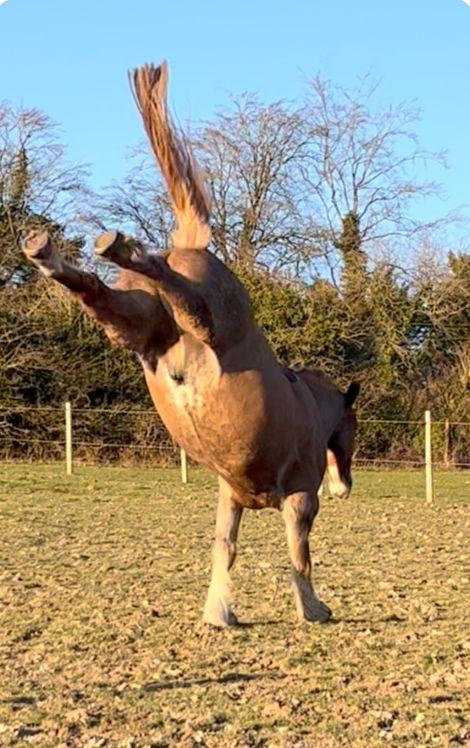 Image of Horse called Super Sid